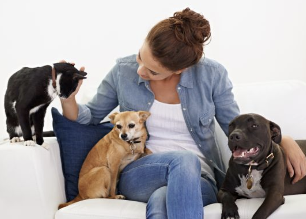 Ara Residencial Beneficios De Tener Una Mascota En Tu Hogar