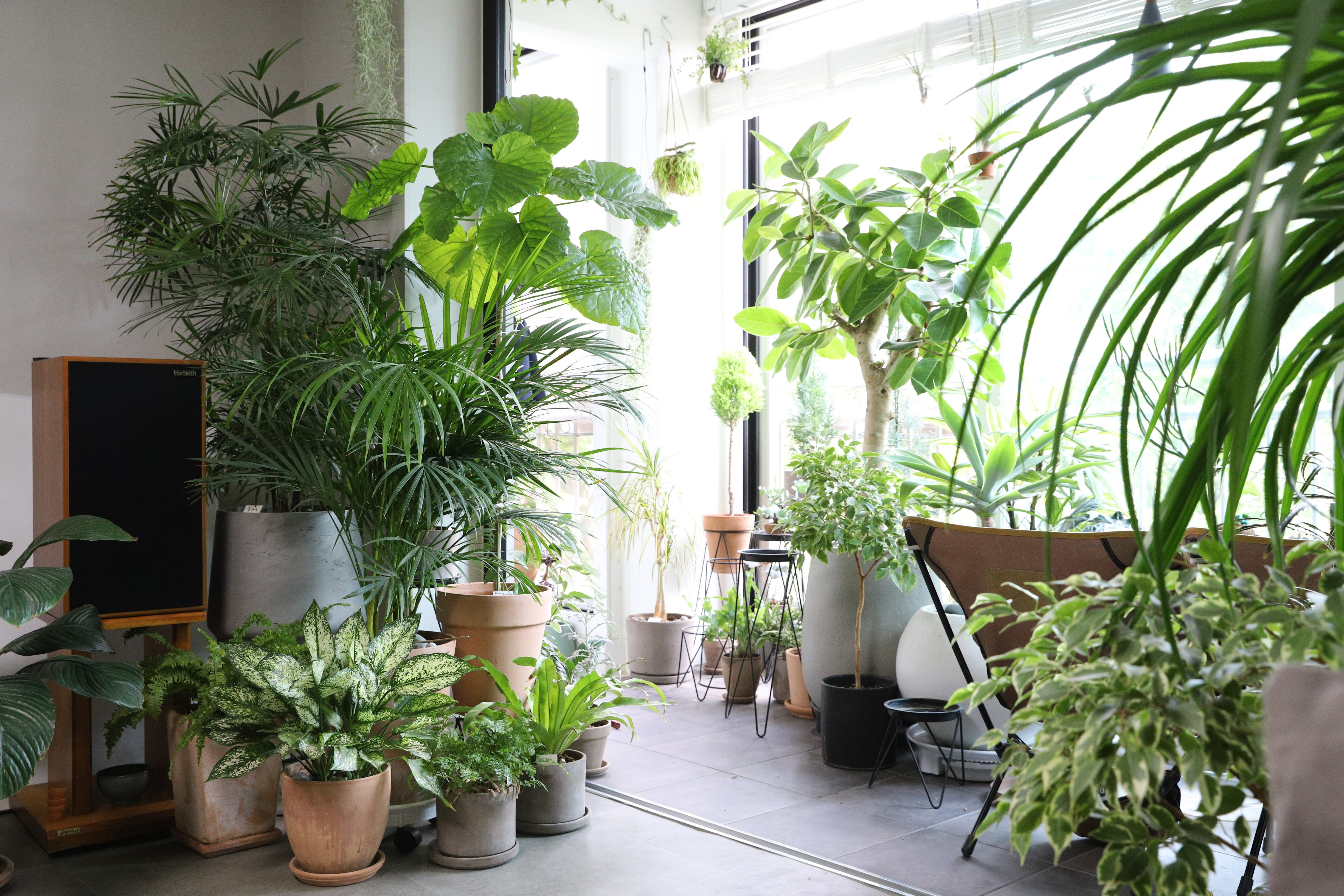 ARA Residencial | Plantas para interiores para darle un aire fresco a tu  casa